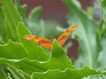 FZ007406 Orange butterfly.jpg